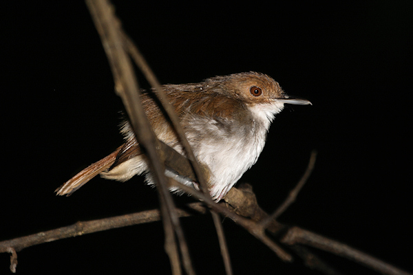 Flycatcher_Sukau_0254 (166).jpg